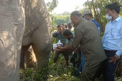 চিকিৎসা নিয়ে বনে ফিরে গেল বন্যহাতি 