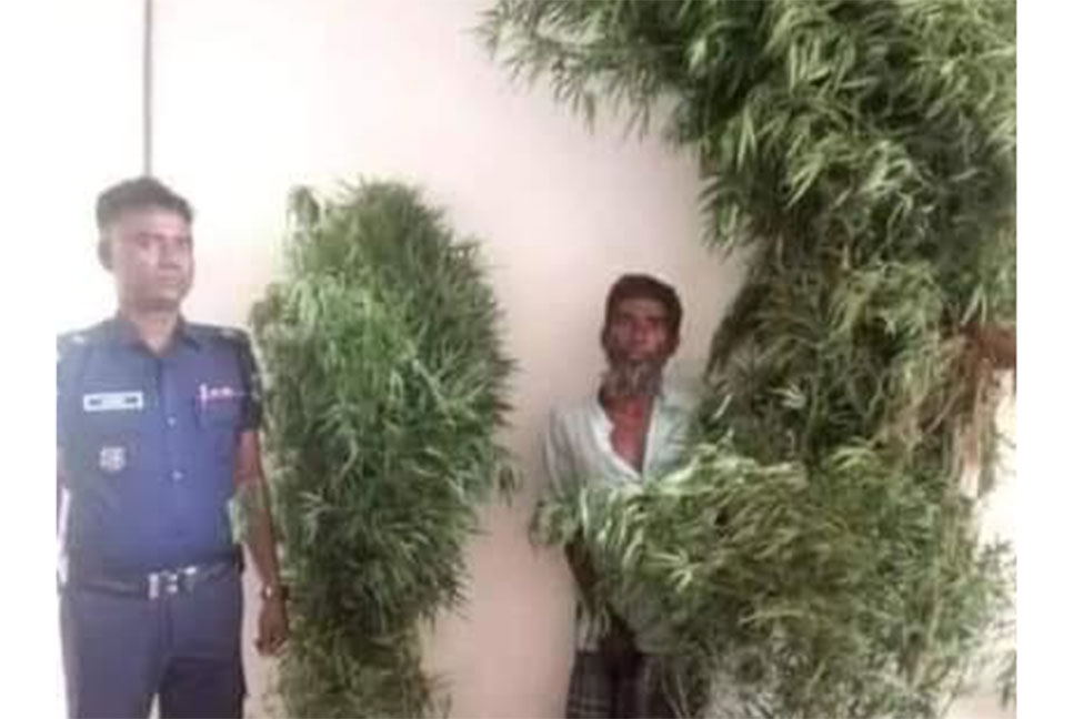 গাঁজার গাছসহ কৃষক আটক