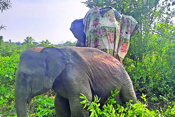 চিকিৎসা নিয়ে বনে ফিরল বন্যহাতি