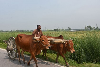 যান্ত্রিকতায় হারিয়ে যাচ্ছে গরুর গাড়ি