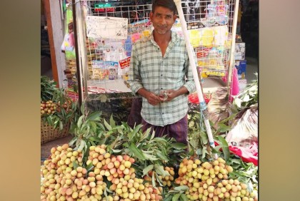 লিচুর সরবরাহ বাড়ছে, দাম পেয়ে খুশি চাষিরা