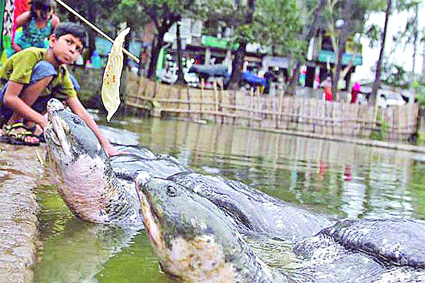 অস্তিত্ব সংকটে বিরল কাছিম