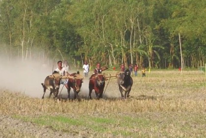 শেরপুরে ঐতিহ্যবাহী গরুদৌড়