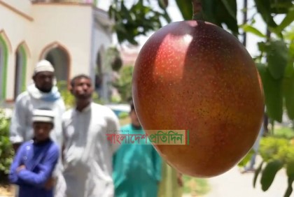 বীরভূমের মসজিদে ফলেছে দুষ্প্রাপ্য মিয়াজাকি আম