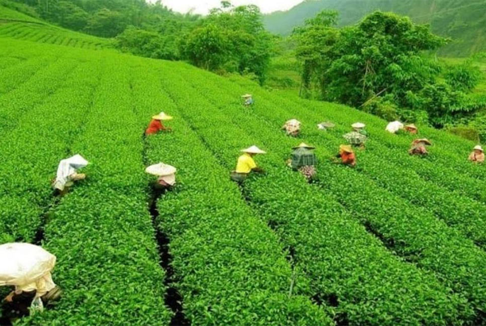 রবিবার জাতীয় চা দিবস, ‍প্রথমবারের মতো দেয়া হবে চা পুরস্কার