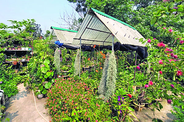 বাড়ি যেন উদ্ভিদ জাদুঘর