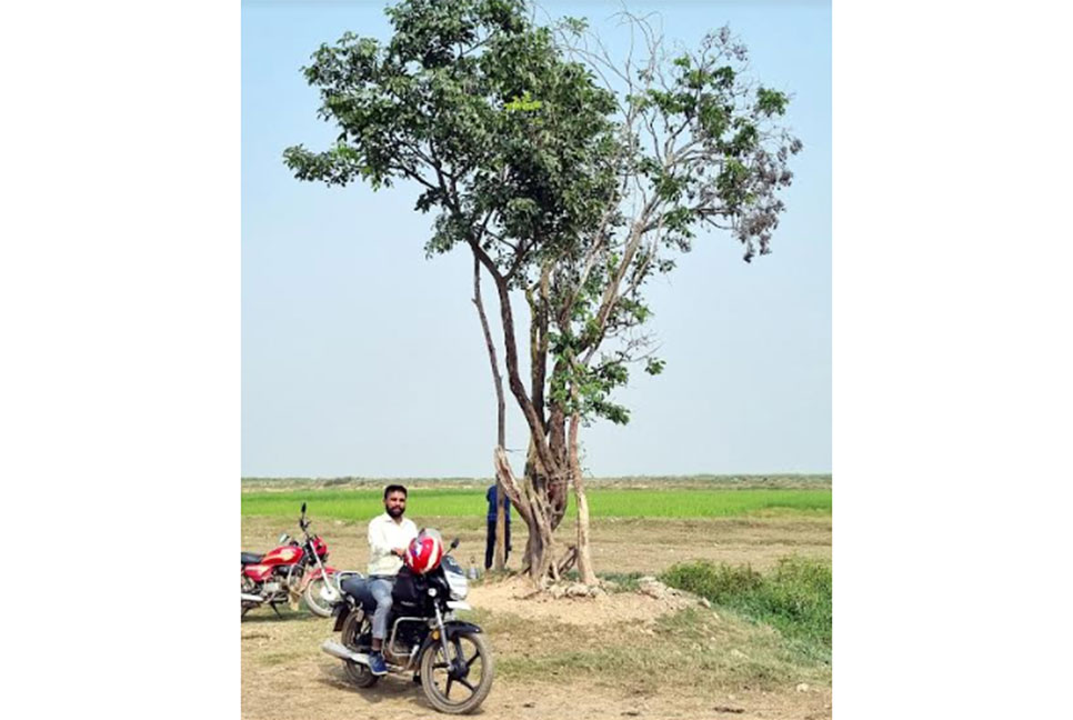 হাকালুকি হাওরে বৃক্ষরোপণ