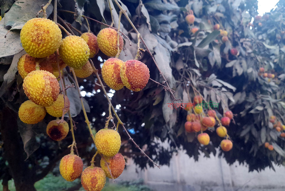 বিরূপ আবহাওয়ায় লিচুতে ক্ষত-দাগ, শঙ্কায় বাগানিরা