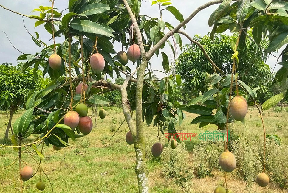 লবনাক্ত জমিতে বিদেশি জাতের আম চাষে সফল জাহাঙ্গীর