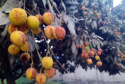 বিরূপ আবহাওয়ায় লিচুতে ক্ষত-দাগ, শঙ্কায় বাগানিরা