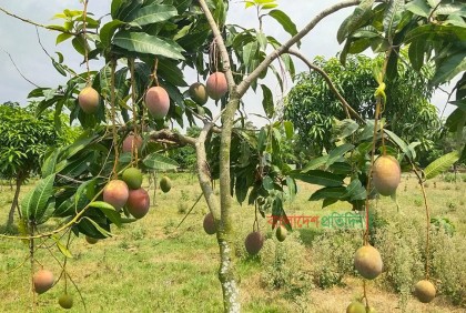 লবনাক্ত জমিতে বিদেশি জাতের আম চাষে সফল জাহাঙ্গীর