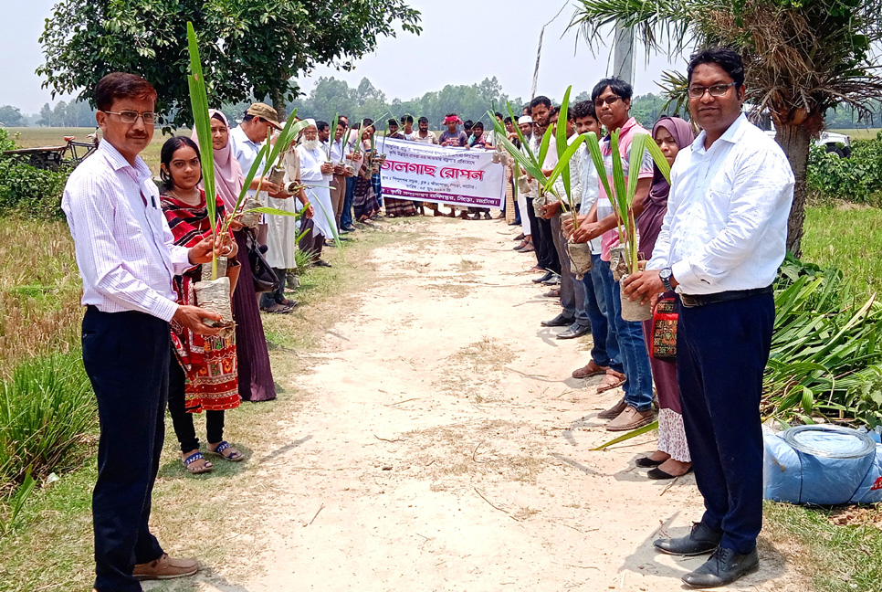 সিংড়ায় বজ্রপাত রোধে তালগাছের চারা রোপণ

