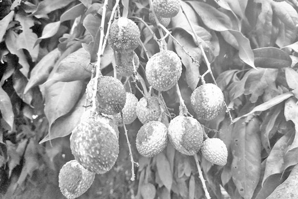 বিরূপ আবহাওয়ায় ক্ষত লিচুতে, শঙ্কায় বাগানিরা