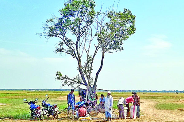 গাছ লাগিয়ে দৃষ্টান্ত এলাইছ মিয়ার