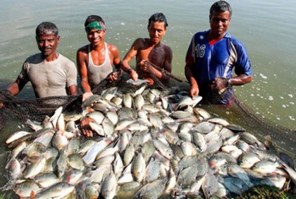 প্লাবন ভূমিতে দেশে প্রথম বাণিজ্যিকভাবে মাছ চাষ শুরু 