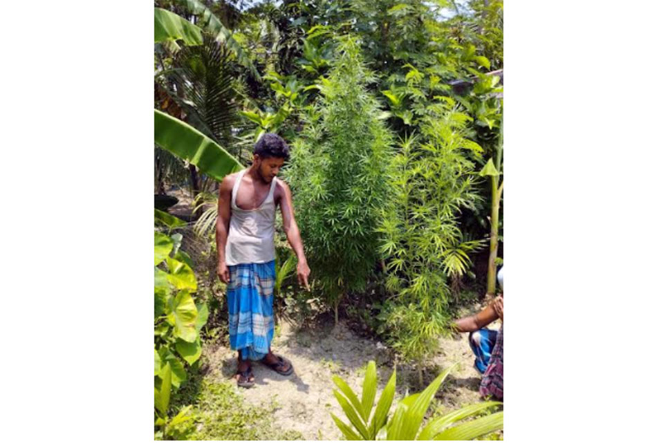 বাগেরহাটে গাঁজা গাছসহ মাদক কারবারি আটক