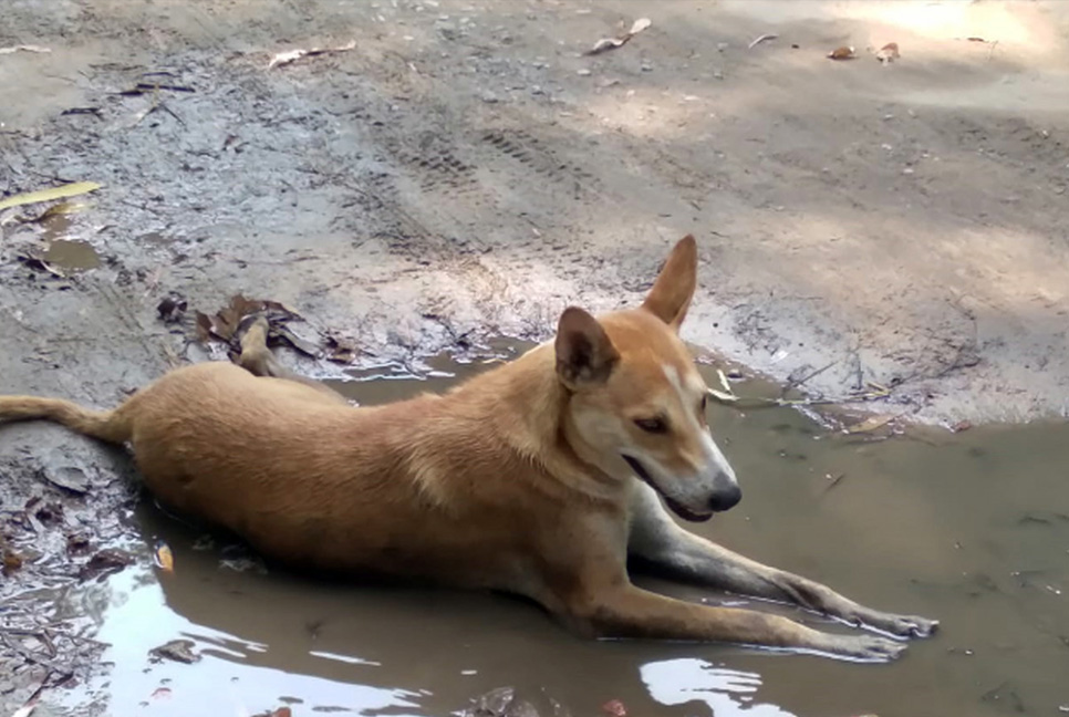 তীব্র তাপদাহে মানুষের পাশাপাশি ভালো নেই প্রাণীকূলও