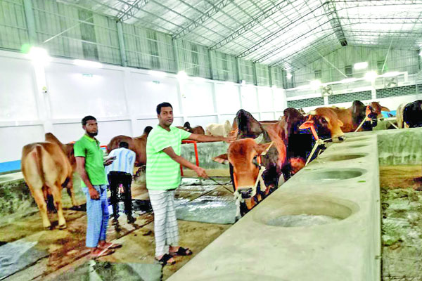 গরুর খামারে আধুনিকতার ছোঁয়া