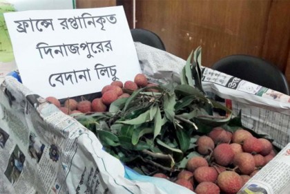 দিনাজপুরের
লিচু যাচ্ছে ফ্রান্সে