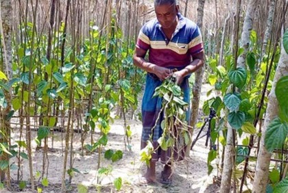 বরজে গোড়াপঁচা রোগে
ঝরছে পান