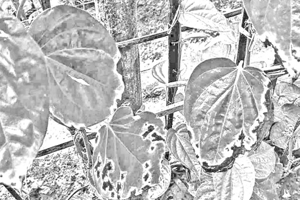 গোড়াপচা রোগে ঝরছে পান