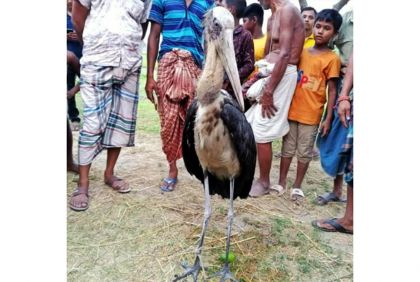 দিনাজপুরে মদনটাক পাখি উদ্ধার