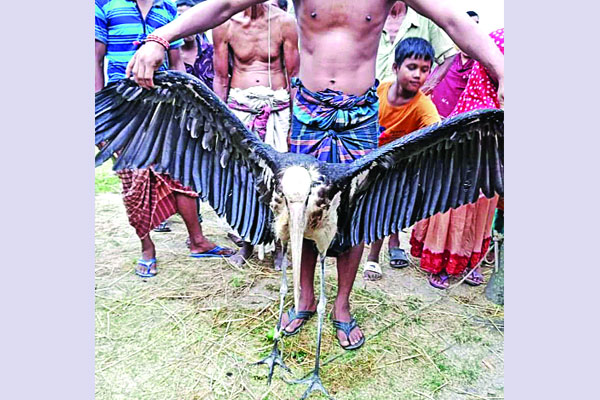 বিরল প্রজাতির মদনটাক উদ্ধার