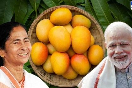মোদিকে আম পাঠাচ্ছেন মমতা