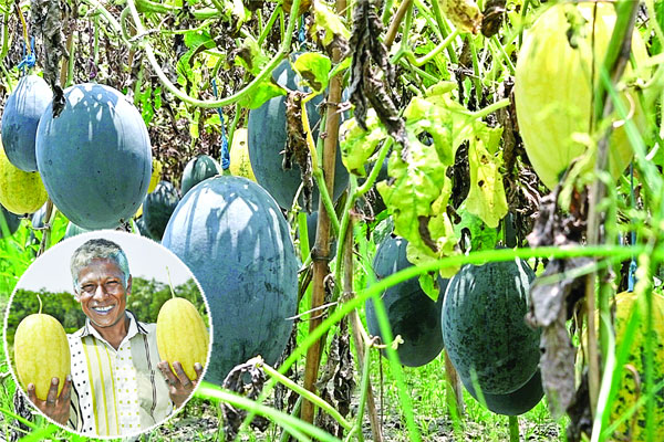 মালচিং পদ্ধতিতে তরমুজ চাষ