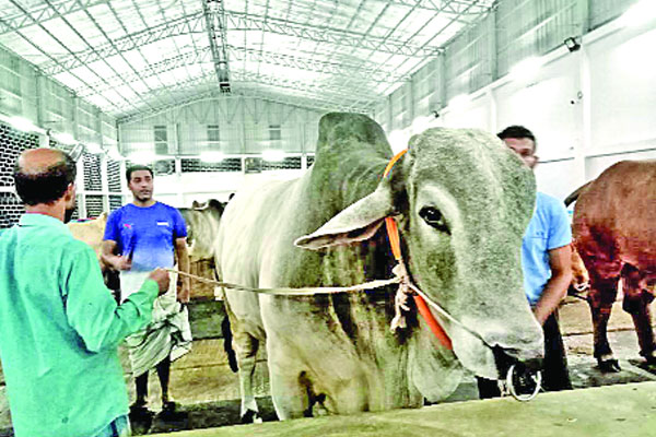 টঙ্গীর খামারে কোটি টাকার ব্রাহমা