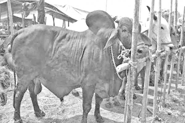 গোখাদ্যের দাম দ্বিগুণ বিপাকে খামারি
