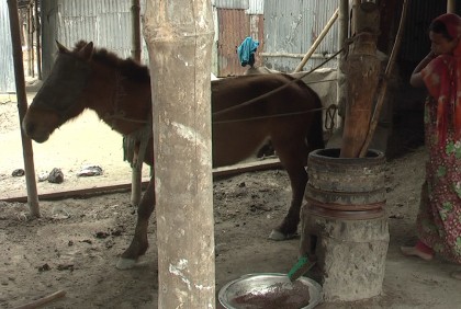 এখনো ঘানি শিল্প আগলে রেখেছেন যে নারী