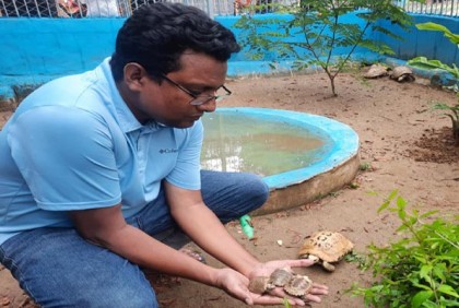 চট্টগ্রাম চিড়িয়াখানায় ‘অতিবিপন্ন’ তালিকার হলুদ কাছিমের জন্ম