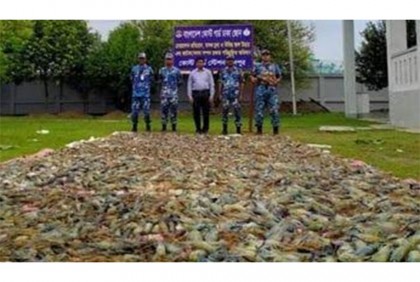 চাঁদপুরে জেলিযুক্ত চিংড়ি জব্দ