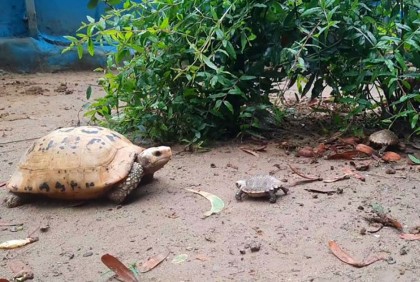 ১০ বছর পর হলুদ কাছিমের ঘরে নতুন অতিথি