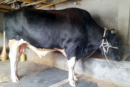 কোরবানির বাজারে আসছে ৩০ মণের ‘কালা পাহাড়’