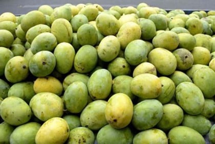 ভারতের রাষ্ট্রপতি-প্রধানমন্ত্রীকে উপহার হিসেবে আম পাঠালেন শেখ হাসিনা

