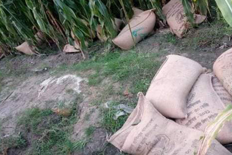 ভুট্টা ক্ষেতে ভিজিএফ’র ৬০ বস্তা চাল, যে যার মতো নিয়ে গেল