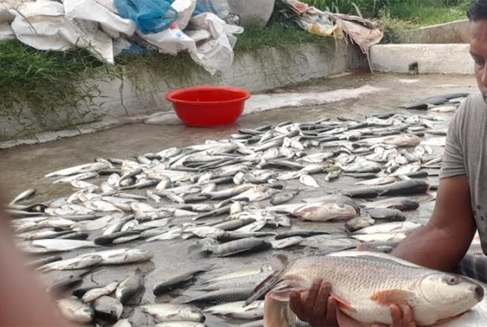 মেহেরপুরে মাছের ঘেরে বিষ প্রয়োগ 