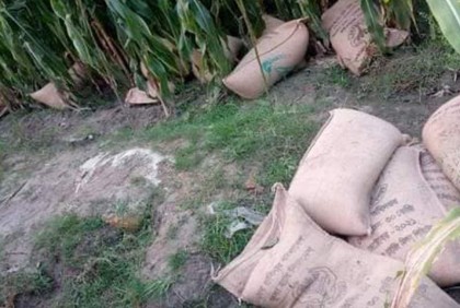 ভুট্টা ক্ষেতে ভিজিএফ’র ৬০ বস্তা চাল, যে যার মতো নিয়ে গেল