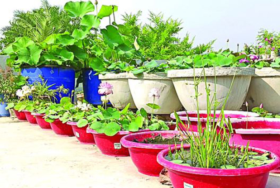 বাড়ির ছাদে শাপলা ও পদ্ম ফুলের অপূর্ব মিতালি