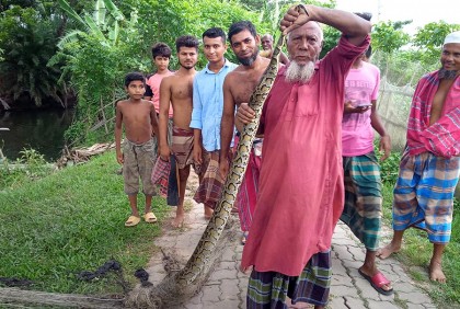 জেলের জালে মিলল অজগর, সুন্দরবনে অবমুক্ত