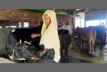 নাটোরের লালপুরে কোরবানির জন্য ৫০ হাজার পশু প্রস্তুত 

