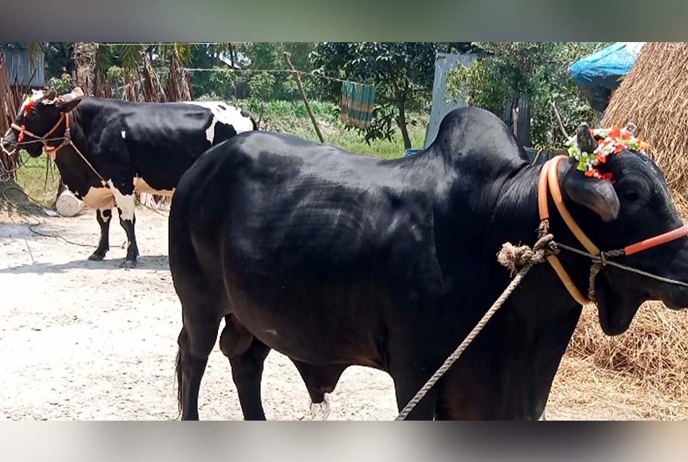 কোরবানির বাজারে বিক্রির জন্য প্রস্তুত ‘কালু-চান্দু’