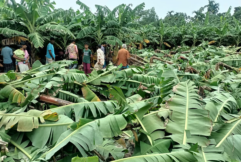কলা গাছের সঙ্গে এ কেমন শত্রুতা!