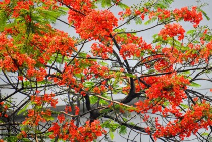 বগুড়ার পথে-প্রান্তরে সৌন্দর্য বিলাচ্ছে কৃষ্ণচূড়া