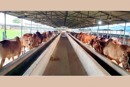 বগুড়ায় পশুর হাটে ক্রেতা সংকট

