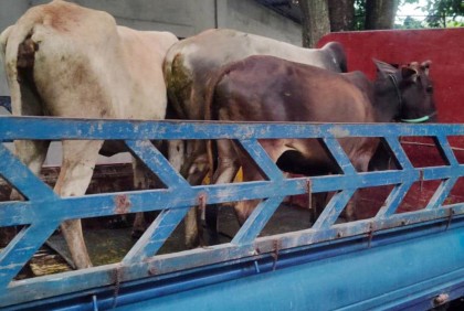 ঈদকে সামনে রেখে হবিগঞ্জে বেড়েছে গরু চুরি