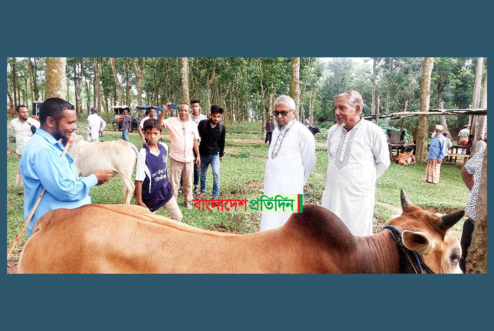 ভোটের দিন দাদার বাড়িতে আরিফ, ঘুরছেন পশুর হাটে!

