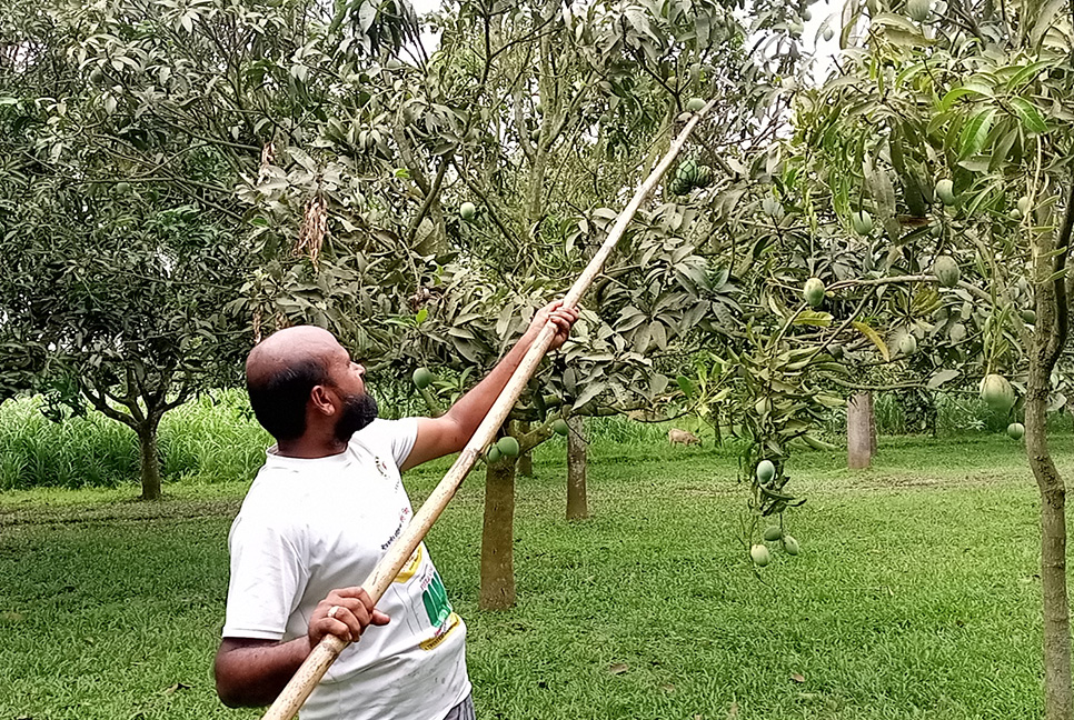 হাঁড়িভাঙ্গা আম পেড়ে ১৫ হাজার শ্রমিকের জীবিকায় আলোর ছটা